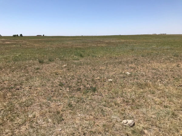 Forage production 3
